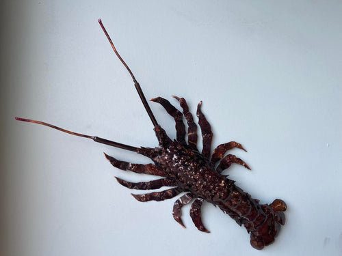 Copper Crayfish Small Wall Art