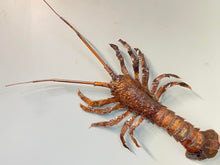 Load image into Gallery viewer, Copper Crayfish Large Wall Art